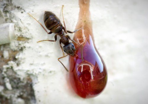 Автопортрет с муравьём