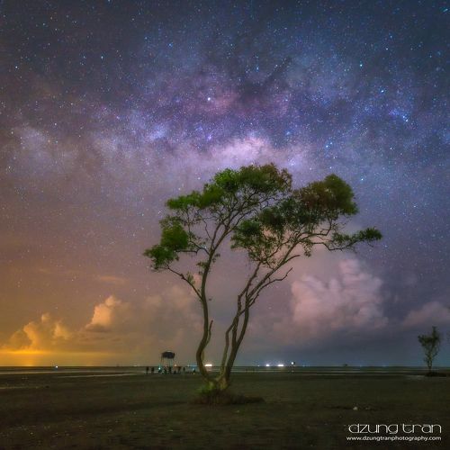 Milkyway over lonely tree