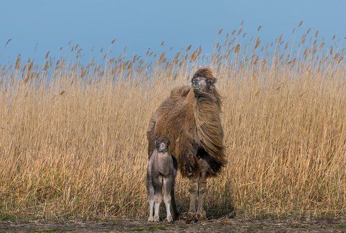 Верблюжонок с мамой, или семейный портрет.
