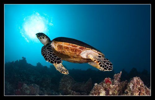Красноморский черепах