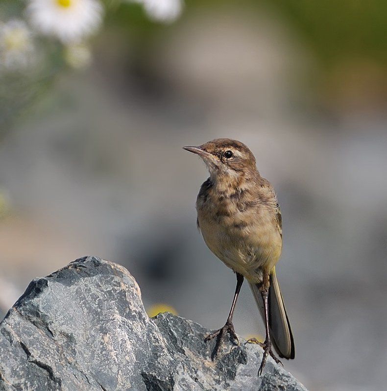 птица,слёток,жёлтая трясогузка Молодой альпинист...photo preview