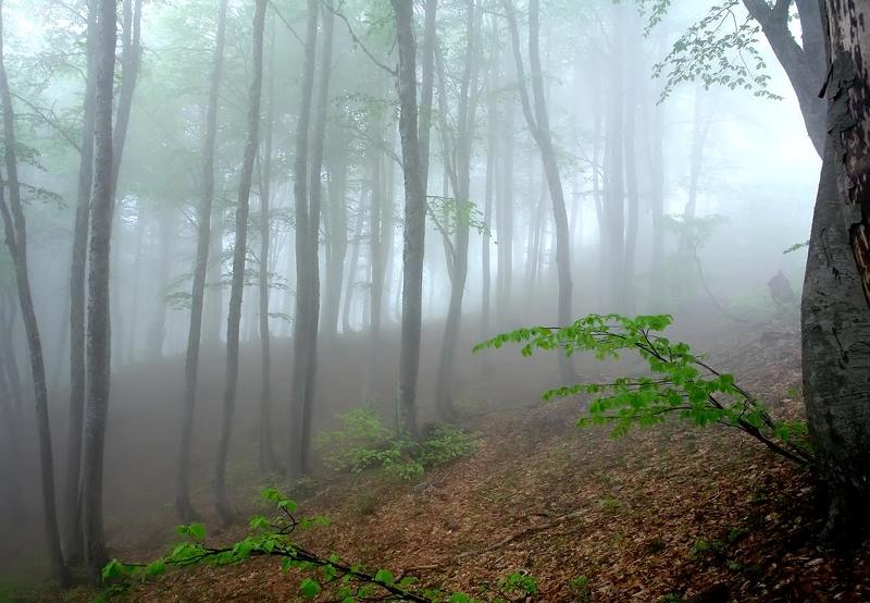 туман, горы, лес ОН ПРИШЕЛ.....photo preview