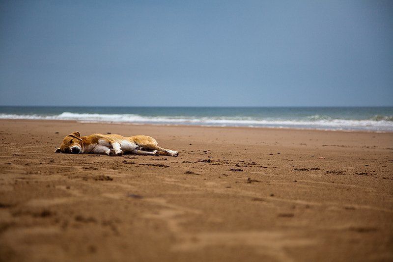 марокко, легзира, пёс, собака, океан, путешествия ***photo preview