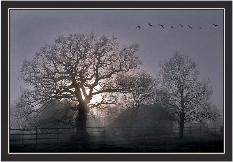 силуэты деревьев, солнце сквозь туман,вереница лебедей поздняя осеньphoto preview