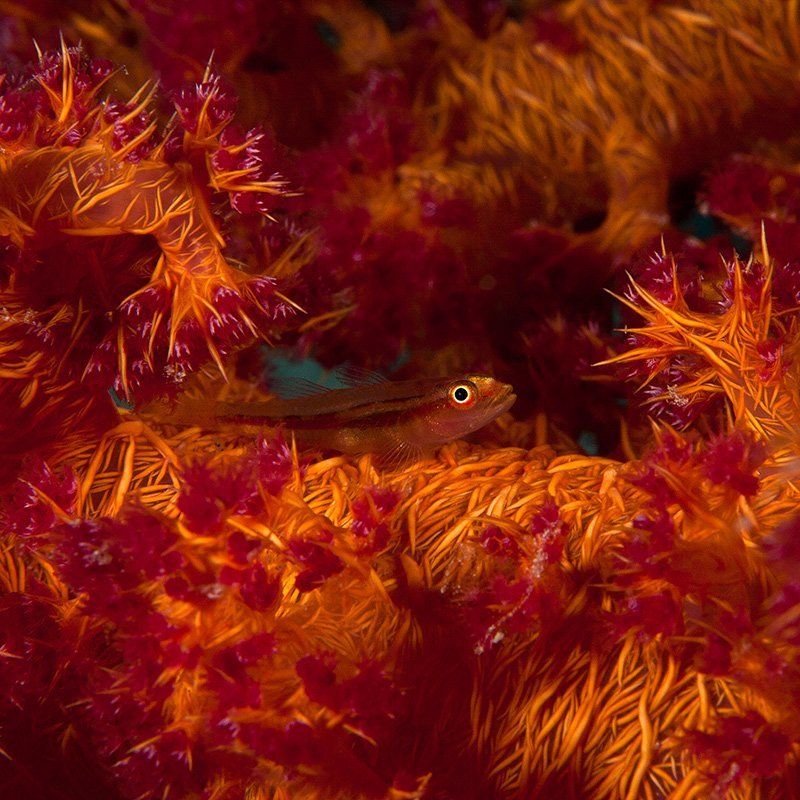 красное море, подводная съемка, риф, золотая рыбка, коралл взрывphoto preview