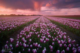 Dutch kitsch