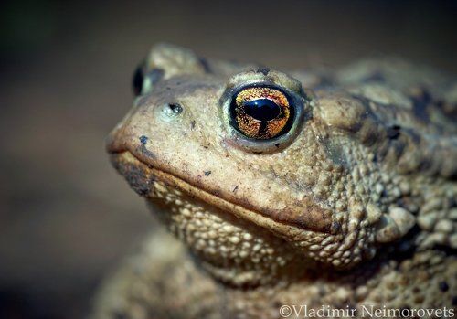 Жаба кавказская - Bufo verrucosissimus circassicus / The caucasian toad - Bufo verrucosissimus circassicus