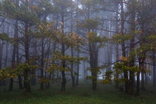 Туман в лесу ...
