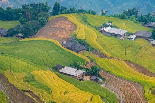 Rice fields on terraced of Hoang Su Phi, Ha Giang, Vietnam