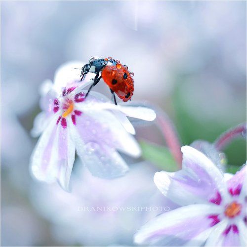 Ladybug..