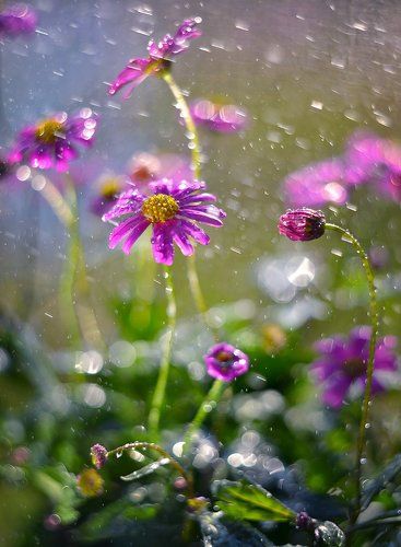 Flowers in the rain..