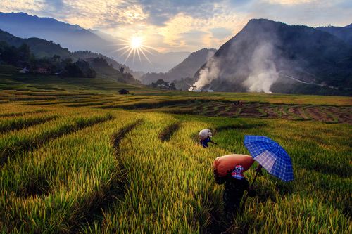 Harvesting rice in terraced fields in Northwest of Vietnam