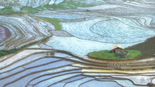 Rice fields water painting in Y Ty