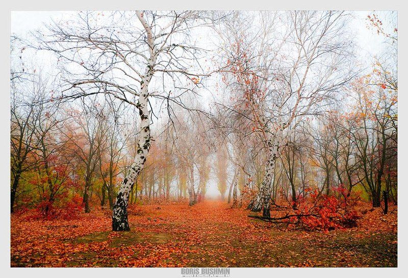 пейзаж, природа, осень, лес, листья Краски осениphoto preview