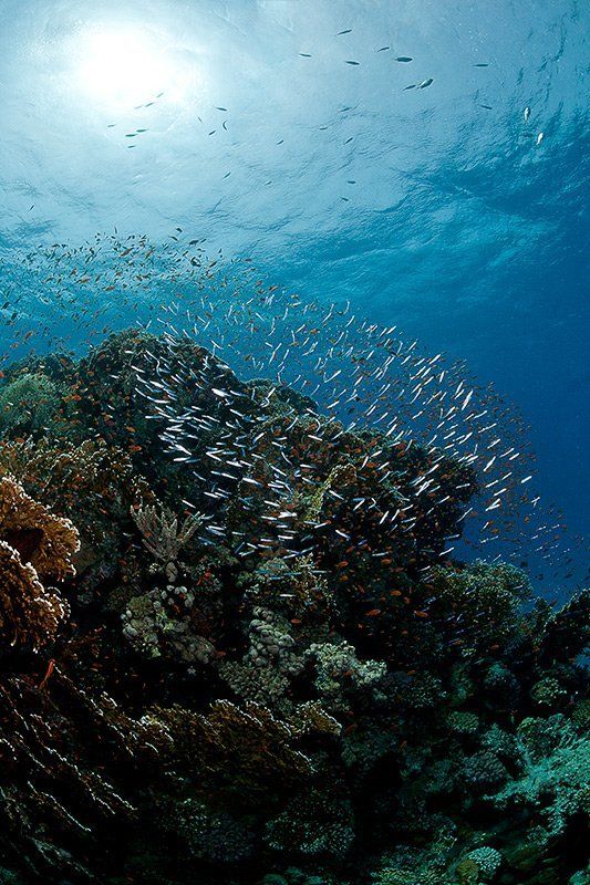 красное море, подводная съемка, риф, коралл, солнце на тысячу осколковphoto preview