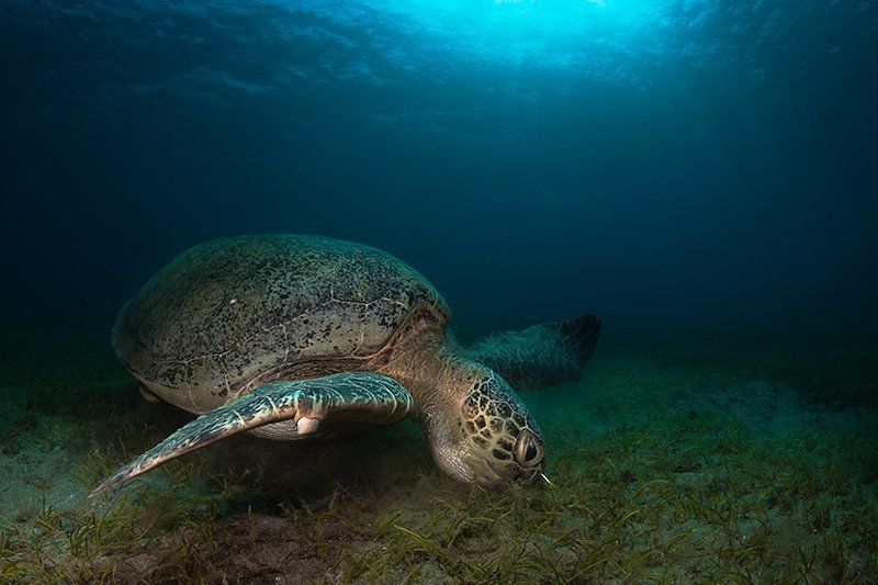черепаха, красное море, подводная съемка, солнце, вода жадная и голоднаяphoto preview