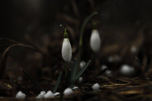Последний снег на первые цветы