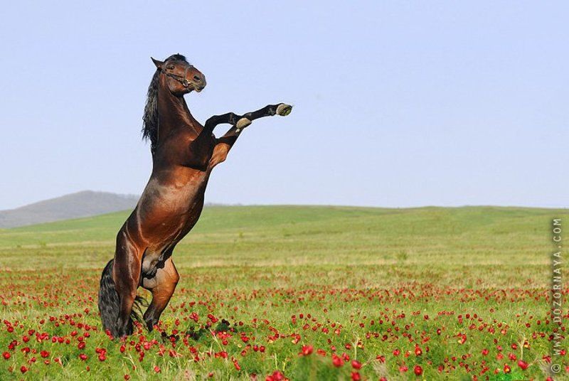 лошадь, цветы, поле Хозяин степиphoto preview