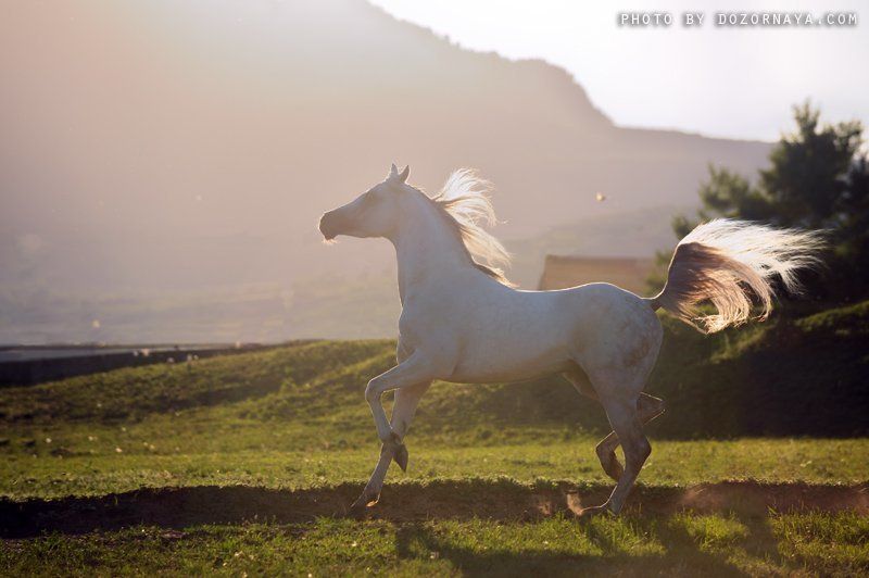 лошадь, закат Фениксphoto preview