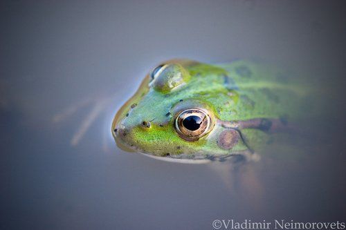 Озерная лягушка - Pelophylax ridibundus / The marsh frog - Pelophylax ridibundus