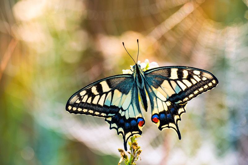 бабочка, махаон, паутина, утро На крыльях нежного рассвета ...photo preview