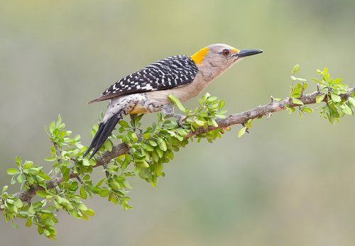 Золотолобый меланерпес - Golden fronted Woodpecker