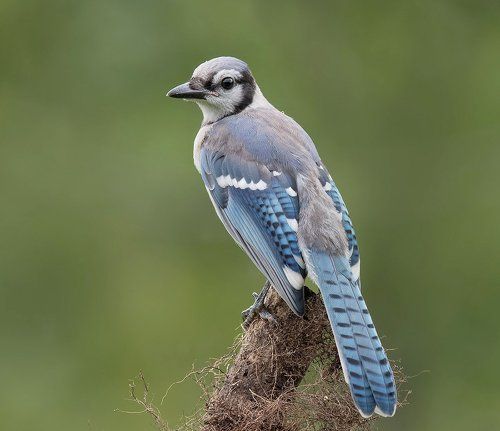 Голубая сойка  - Blue Jay (Juvenile)