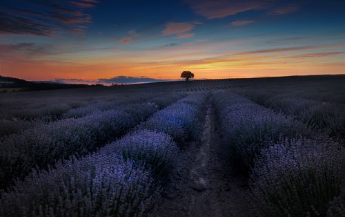 Lavender fileds in Provence, Bulgaria