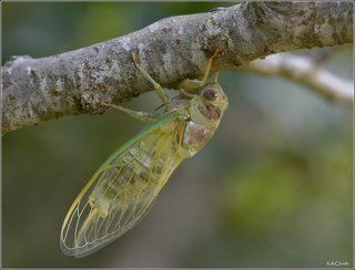Молодая цикадка