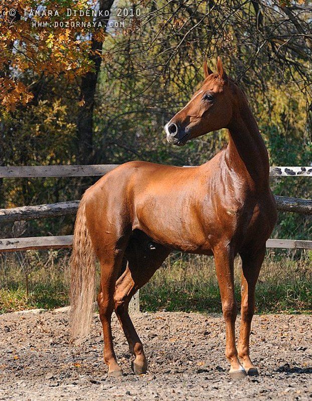 лошадь, осень В осеннем цветеphoto preview