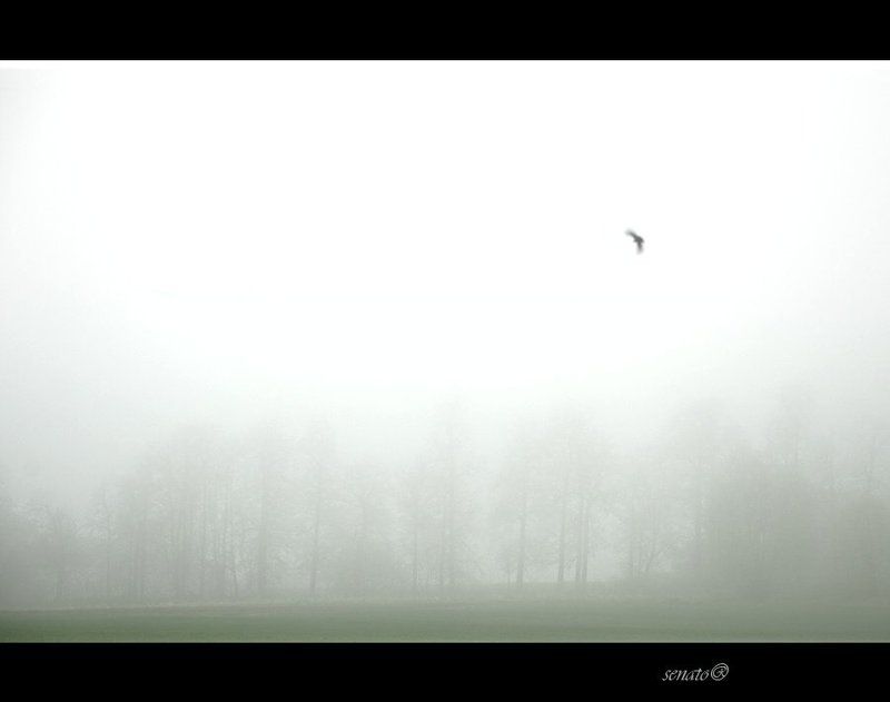 mist,fog,tree,morning,lark To rise with the larkphoto preview