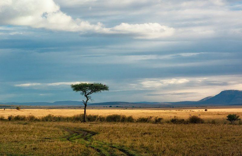 саванна, африка, кения, масаи мара Саваннаphoto preview
