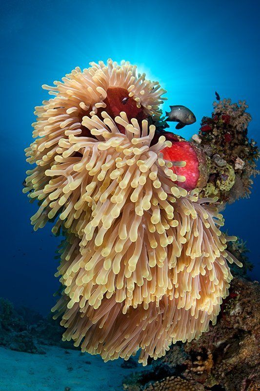 красное море, подводная съемка, риф, коралл, солнце, актиния, вода, лучи, свет, рыба Пока хозяева спят...photo preview