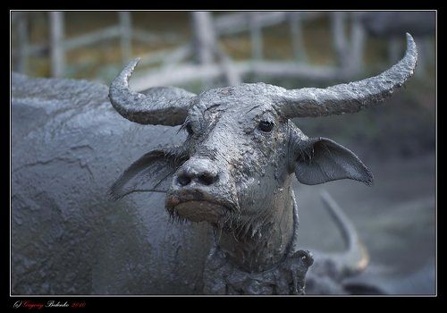 # Водяные буйволы острова Лангкави #