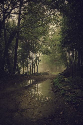 Morning fog in the woods