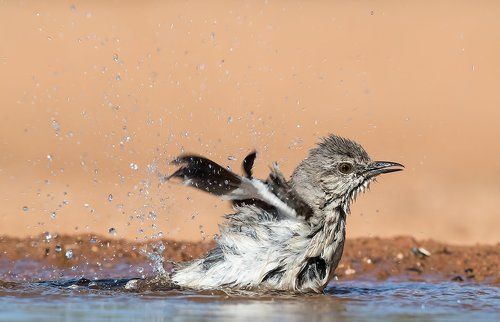 Многоголосый пересмешник  на водопое - Northern Mockingbird