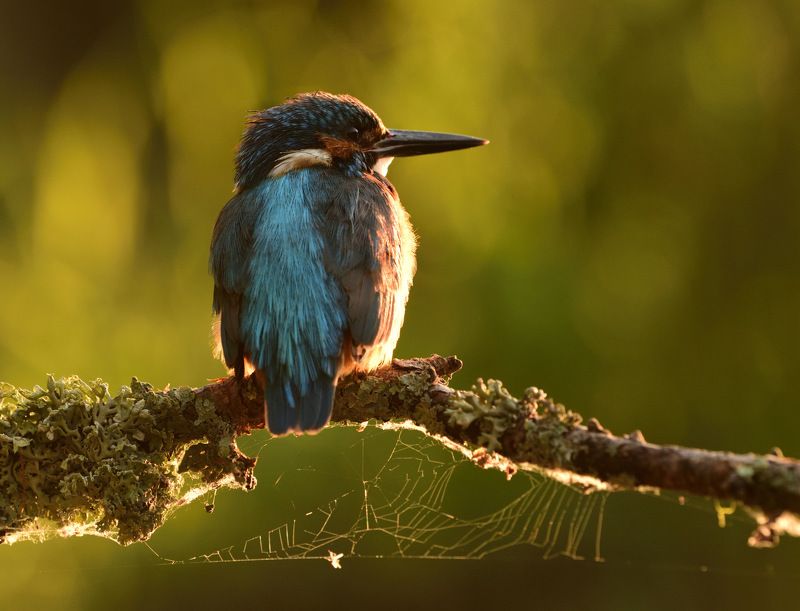 kingfisher, зимородок, река урал В паутине летаphoto preview