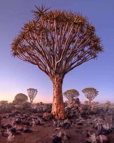Quiver Trees in Namibia - #1