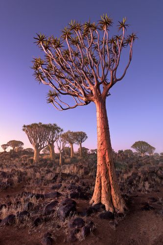 Quiver Trees in Namibia - #2