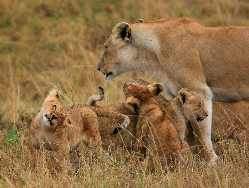африка, кения, масаи мара, прайд, лев, львы ;-Pphoto preview