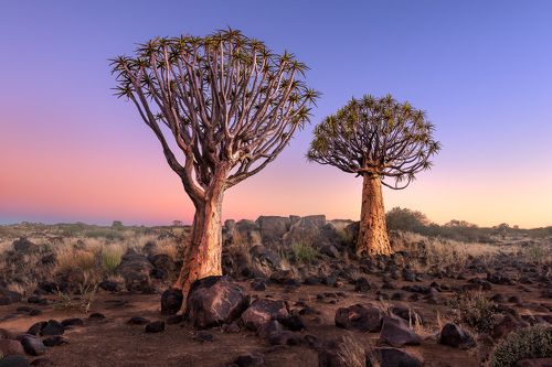 Quiver Trees in Namibia - #3
