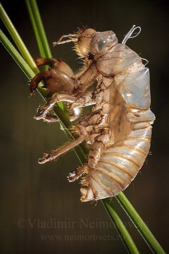 The cicada's exuvium