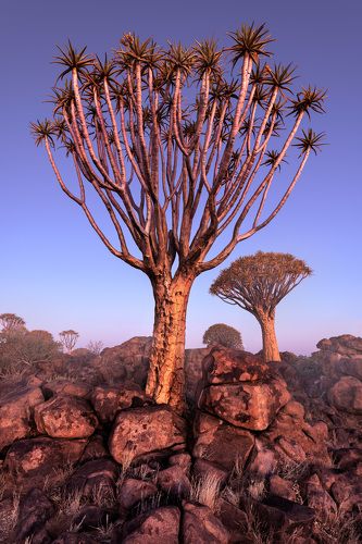 Quiver Trees in Namibia - #4