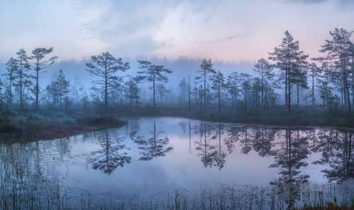 Туманное утро на болоте