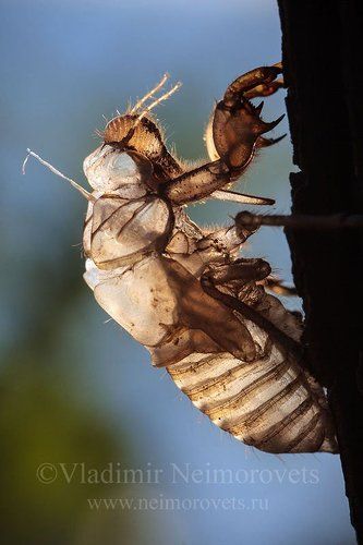 The cicada's exuviae (Cicada orni?)