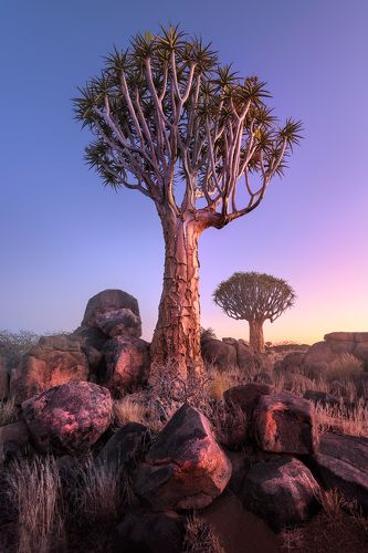Quiver Trees in Namibia - #5