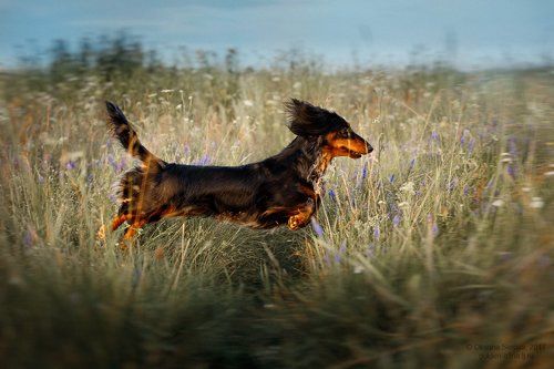 The flying dachshund