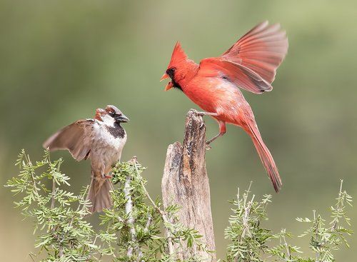 Красный кардинал   и воробей