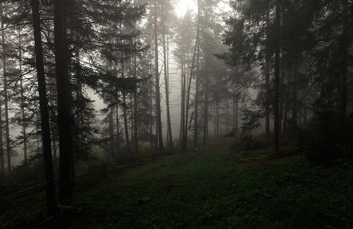 Бродилки по туманному лесу