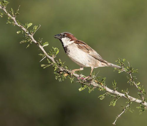 Домовой воробей - House sparrow